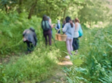 2026 06 12 Kräuterwanderung iStock Ana Lopez Fernandez
